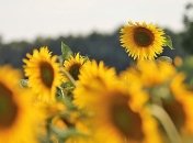 Тепло не хочет отпускать: прогноз погоды на последний день лета