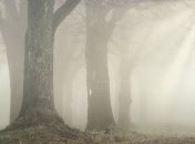 Туман у лісі