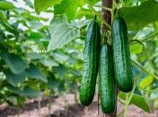 Огурцы порадуют урожаем