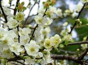 Похолодание отменяется, но в Украине будет ветренно