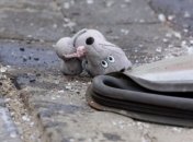 На Сумщине задержан сбежавший водитель, который сбил насмерть ребенка