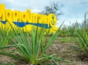 В Мариуполе начали дезинфекцию улиц хлорным раствором (Видео)