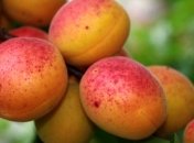 Ученые назвали самый полезный в мире фрукт