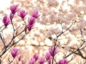 8 марта в Украине будет тепло и немного дождей, а после выходных придет похолодание 