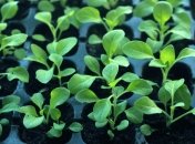 Что делать, если рассада перерастает, вытягивается и истончается