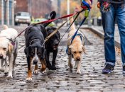 фото з відкритих джерел