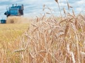 ФАО: Мировое производство зерновых сократится в 2012г на 2,2%