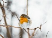 Снег с дождем: синоптики озвучили прогноз погоды на 27 февраля в Украине