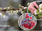 Заморозки знищили врожай в Україні