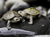 Ученые заявили об угрозе существованию целого вида черепах