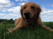 Режиссер "Хатико" снова снял картину о жизни собаки