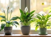 Деякі рослини є чудовими осушувачами повітря (зображення створено за допомогою ШІ)