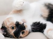 Когда и почему животные начали издавать звуки?