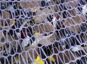 Сотни тысяч диких птиц вывезли из Украины на паштет в арабские страны: одну партию смогли спасти