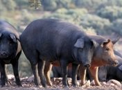 Свиньи почти не отличаются от людей