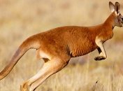 Биологи: существуют леволапые кенгуру 