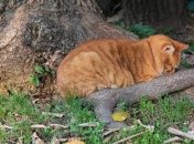 Прогноз погоды на 6 сентября: жара в Украине понемногу спадает 