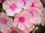 Флоксы многолетние: посадка, уход и самые красивые сорта (Фото)