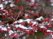 1 декабря - приметы и обряды в день Платона и Романа