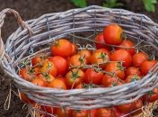 Обеспечить высокую урожайность можно на этапе выращивания рассады