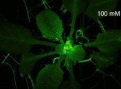 Ученые показали реакцию растений на страдание (Видео) 