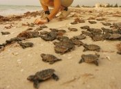 В Мексике регулярно выпускают в море черепашек редкого вида