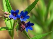 Фомаида Медуница: приметы и обряды на 26 апреля