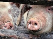 В Украине зафиксированы 6 случаев африканской чумы