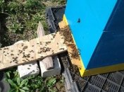 На Волыни массово гибнут пчелы 