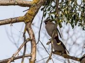 В Чернобыльской зоне поселились редкие птицы: фото