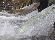 Ученые Чехии помогут посчитать рыбу в Украине