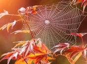 Бабине літо в Україну не поспішає