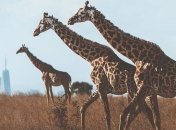 Фотограф путешествует по миру и делает портреты редких животных в природе (Фото)