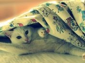 Новая Зеландия - против домашних кошек