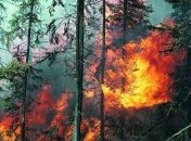 Ученые считают, что лесные пожары полезны для экологии 