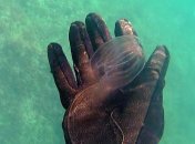 Двоє тварин стали єдиним цілим: вчені потикали нову істоту паличкою та зняли це на відео