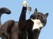 В Британии нашли живых Тома и Джерри