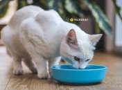 У миски должно быть удачное место