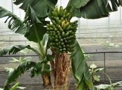 Бананы растут на пальме