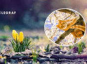 Цветы и кот