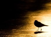 В Румынии зафиксирован птичий грипп