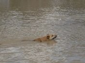 Что делать киевлянам в случае наводнения? 