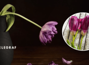 Завявшие цветы