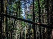 Лесхозы Украины могут объединить в одну госкомпанию