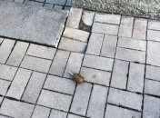 В Константиновке судье во двор бросили гранату