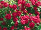 Обработка роз от почернения