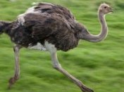 Какими будут роботы в будущем?