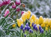 Украинцев предупреждают о заморозках 