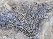 В штате Нью-Йорка обнаружен самый старый в мире "ископаемый лес"