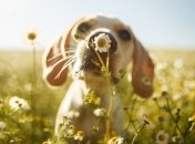 Прогноз погоды в Украине 22 июня: осадков не ожидается 